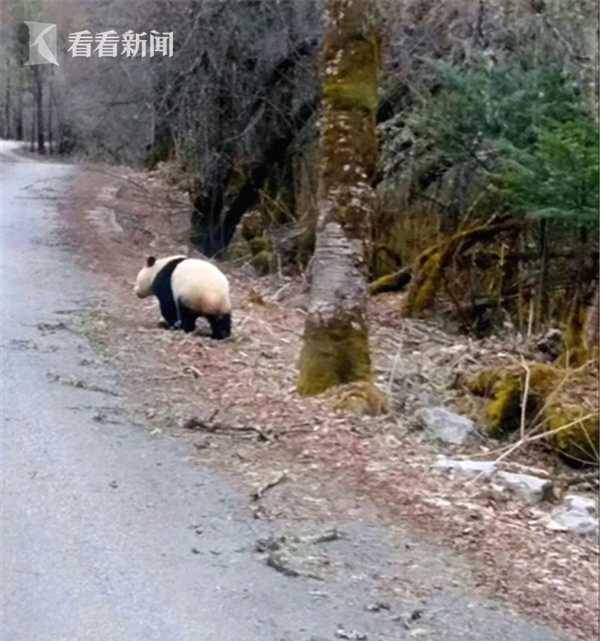 一小熊貓?zhí)稍诼分虚g疑被車撞，生命與自然的脆弱時刻，小熊貓遭遇車禍，生命與自然的脆弱瞬間