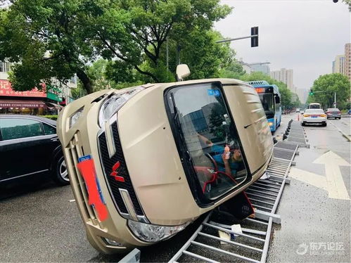 四川一小熊貓疑遭車輛撞擊，引發(fā)社會(huì)關(guān)注與反思，四川小熊貓?jiān)廛囕v撞擊事件引發(fā)社會(huì)關(guān)注與反思