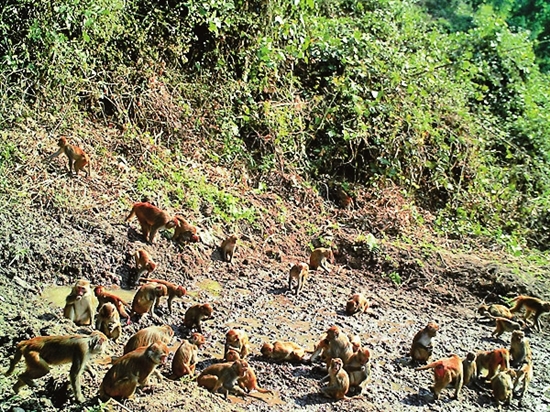 獼猴頻繁下山的原因探究，獼猴頻繁下山原因揭秘