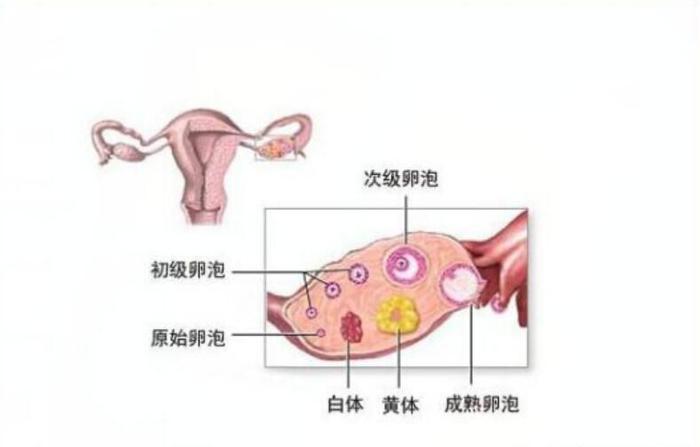 黃體破裂的治療方法，探索與解析，黃體破裂的治療方法詳解與解析