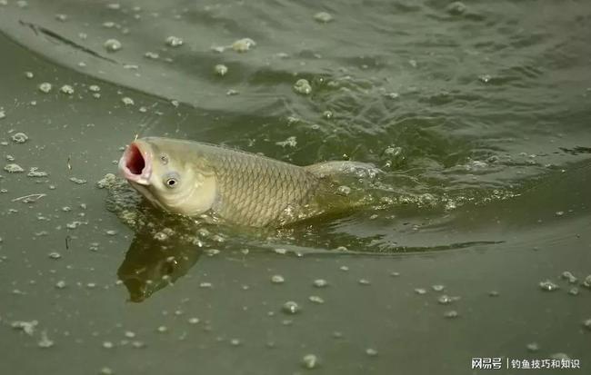 鯉魚吐口水之謎，探究背后的原因與機(jī)制，鯉魚吐口水之謎，探究背后的原因與機(jī)制揭秘