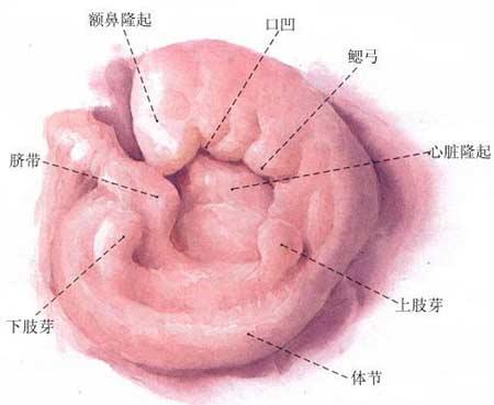 魚類進化論的爭議，歷史、科學、與未來的探索，魚類進化論的爭議，歷史、科學與未來探索之路