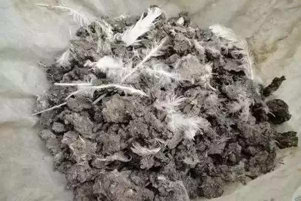 鴿糞最新利用，從廢棄物到寶貴資源的轉(zhuǎn)變，鴿糞資源化利用，從廢棄物到寶貴資源的轉(zhuǎn)變奇跡