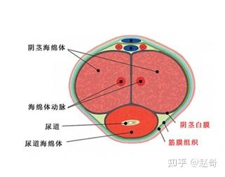 海綿體鍛煉增大，可能性、方法與注意事項(xiàng)，海綿體鍛煉增大指南，可能性、方法與注意事項(xiàng)全解析