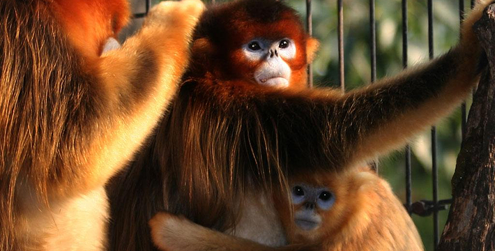 北京野生動(dòng)物園門(mén)票預(yù)約攻略，北京野生動(dòng)物園門(mén)票預(yù)約攻略詳解