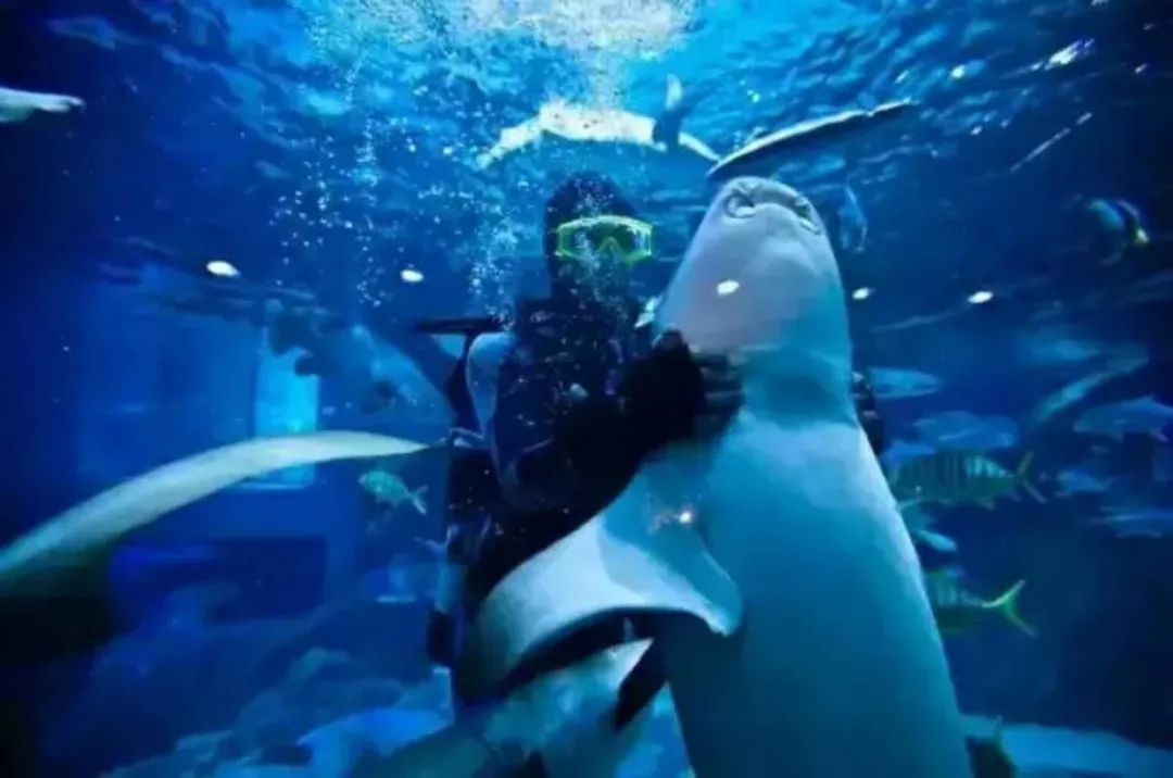 武漢海昌極地海洋公園游玩攻略，武漢海昌極地海洋公園游玩指南