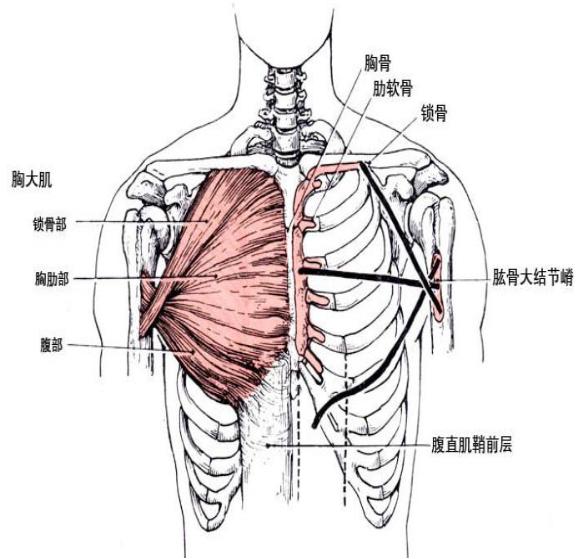 上胸肌鍛煉指南，最有效的訓(xùn)練方法，上胸肌鍛煉終極指南，最有效的訓(xùn)練方法揭秘